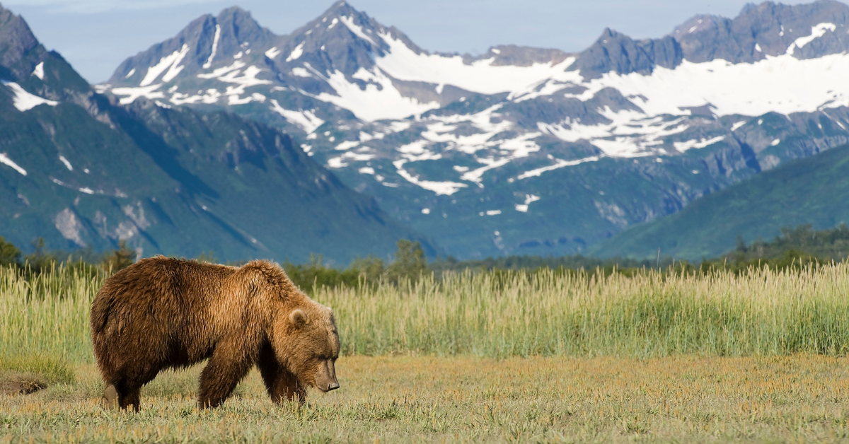Bear Glacier National Park Wildlife