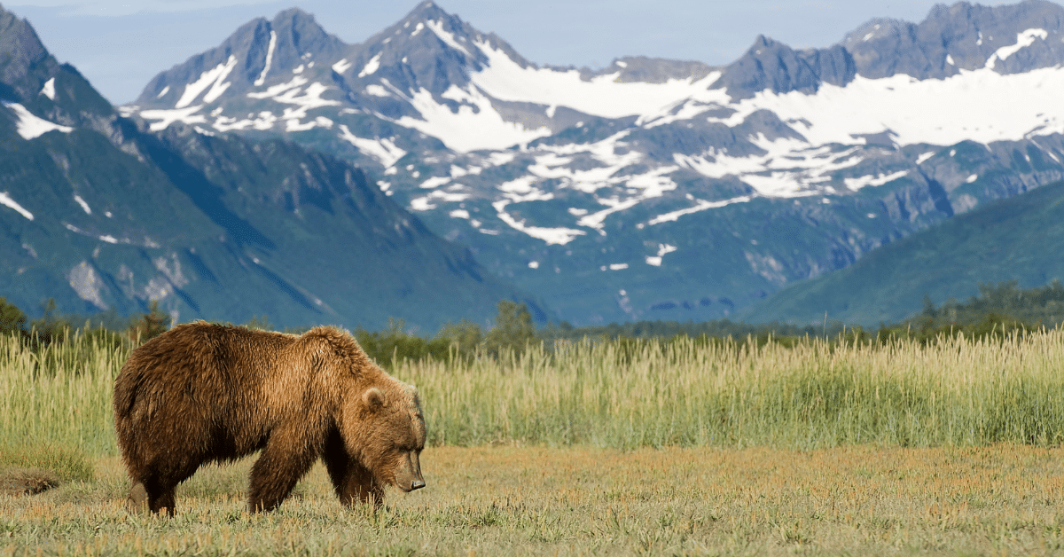 Bear Glacier National Park Wildlife