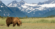 Your Guide To Animals In GNP Glacier Highline Your Guide To Animals In GNP Glacier Highline