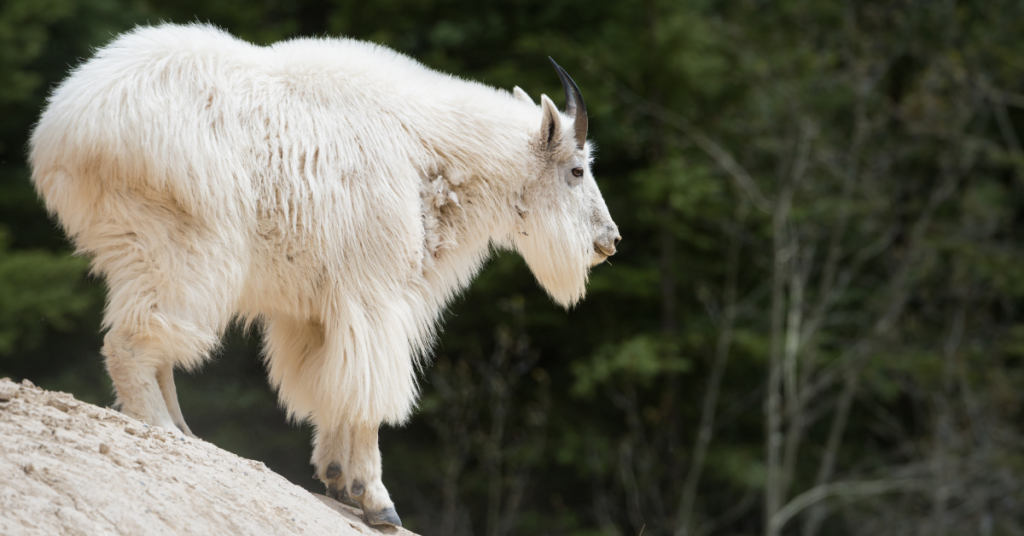 Mountain Goat - Glacier National Park Wildlife