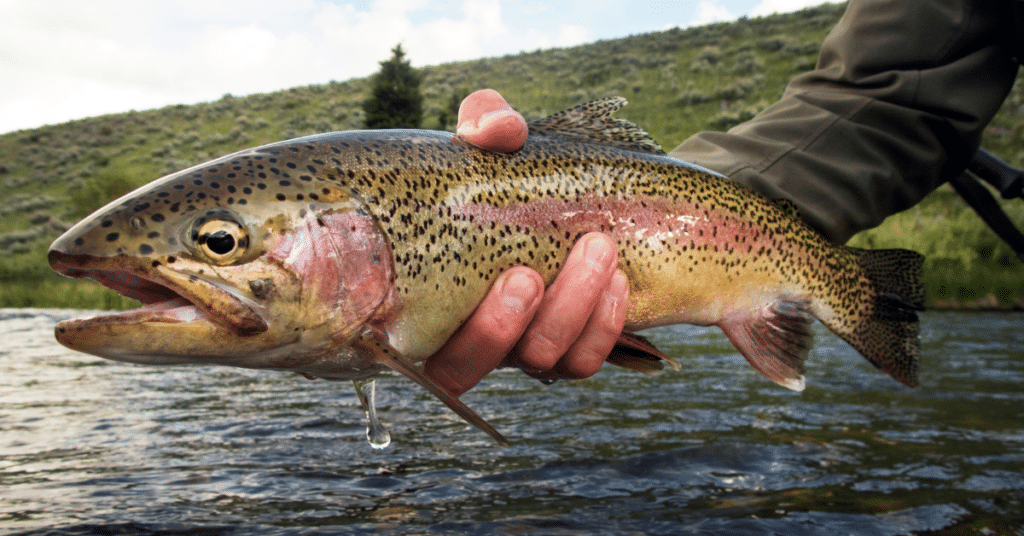 Rainbow Trout Bowman Lake