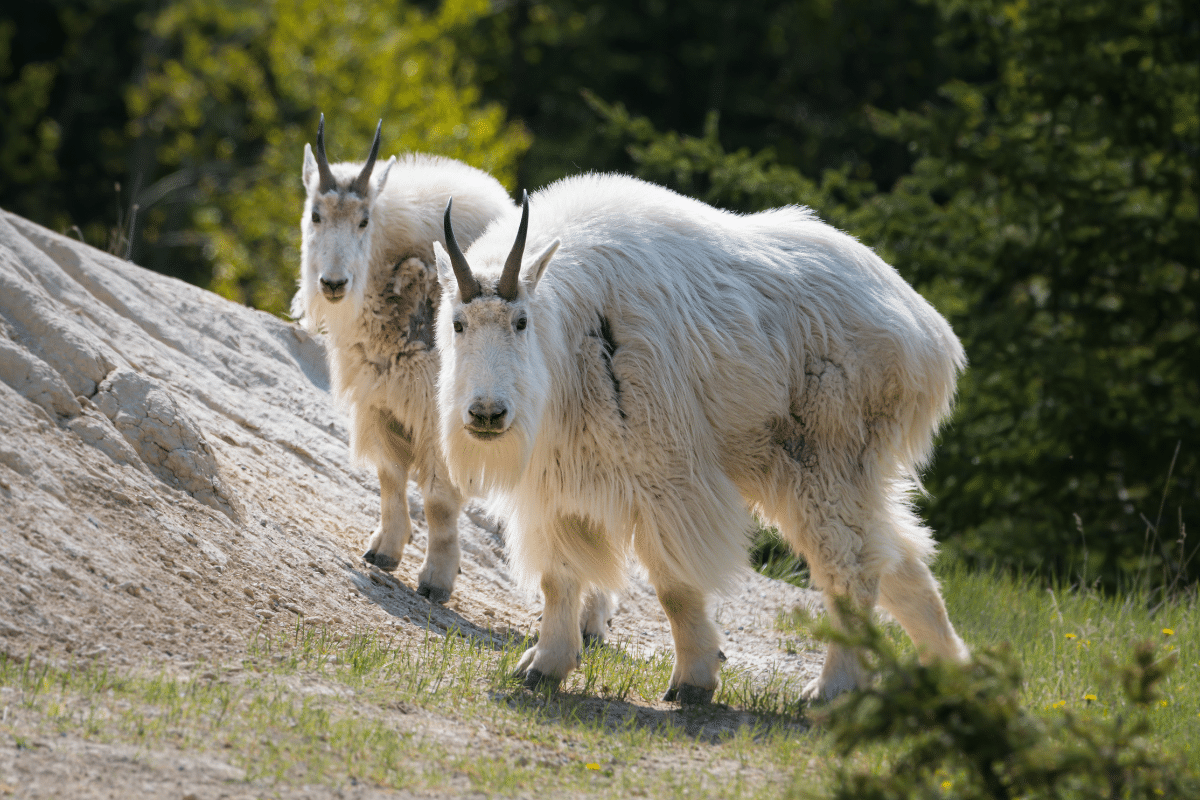 Two mountain goats near Glacier National Park