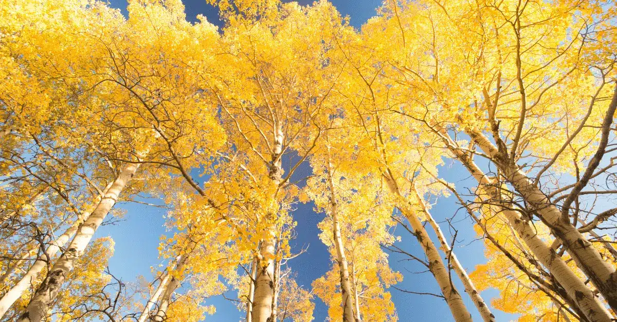 Aspen trees - Saint Mary, MT